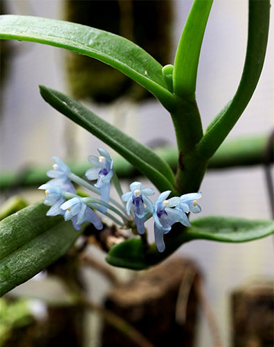 Cleisocentron gokusingii aff